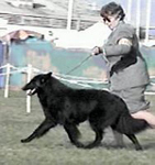 (Shane) Ch Allure's Wandrin' Reverie, TDX, CD, HIC, CGC, TDI - owner : Carol Morris, California
