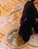 05 27 01 A.JPG (92762 bytes)