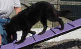 Crystal Dog walk B 10 02 01.JPG (136565 bytes)