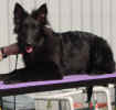 Dog walk drop A 10 02 01.JPG (94280 bytes)