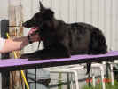 Dog walk drop B 10 02 01.JPG (115622 bytes)