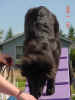 Flame Dog walk A 10 02 01.JPG (109176 bytes)
