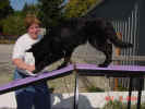 Flame Dog walk C 10 02 01.JPG (139183 bytes)