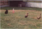 Flame Ducks 07 22 01.jpg (113982 bytes)