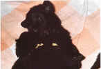Keeper Puppy Wrestling.jpg (39843 bytes)