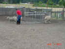 Max Herding A 08 04 01.JPG (170968 bytes)