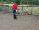 Max Herding B 08 04 01.JPG (173834 bytes)