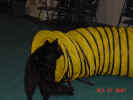 Puppy butt tunnel 10 27 01.JPG (116883 bytes)