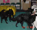 Puppy chaos 10 27 01.JPG (101060 bytes)