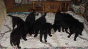 Pups eating in LR 06 30 01 A.JPG (43254 bytes)