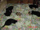 Pups in LR 06 28 01.JPG (75422 bytes)