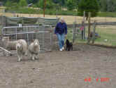 Rain Herding A 08 04 01.JPG (175769 bytes)
