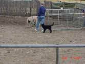 Rain Herding C 08 04 01.JPG (168916 bytes)