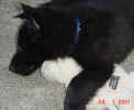 Tired Lt Blue 07 01 01.JPG (124906 bytes)