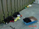 Tired pups 06 28 01 A.JPG (44830 bytes)