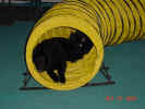 Tired pups tunnel 10 27 01.JPG (132274 bytes)