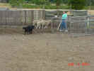 Ty Herding A 08 04 01.JPG (135942 bytes)