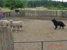 Ty Herding E 08 04 01.JPG (160033 bytes)