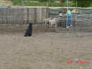 Ty Herding F 08 04 01.JPG (174365 bytes)