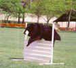 Tyler Jumping.jpg (50132 bytes)