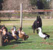 ducks.jpg (17815 bytes)