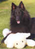 fakesheep.jpg (13513 bytes)
