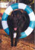 tirejmp.jpg (19694 bytes)
